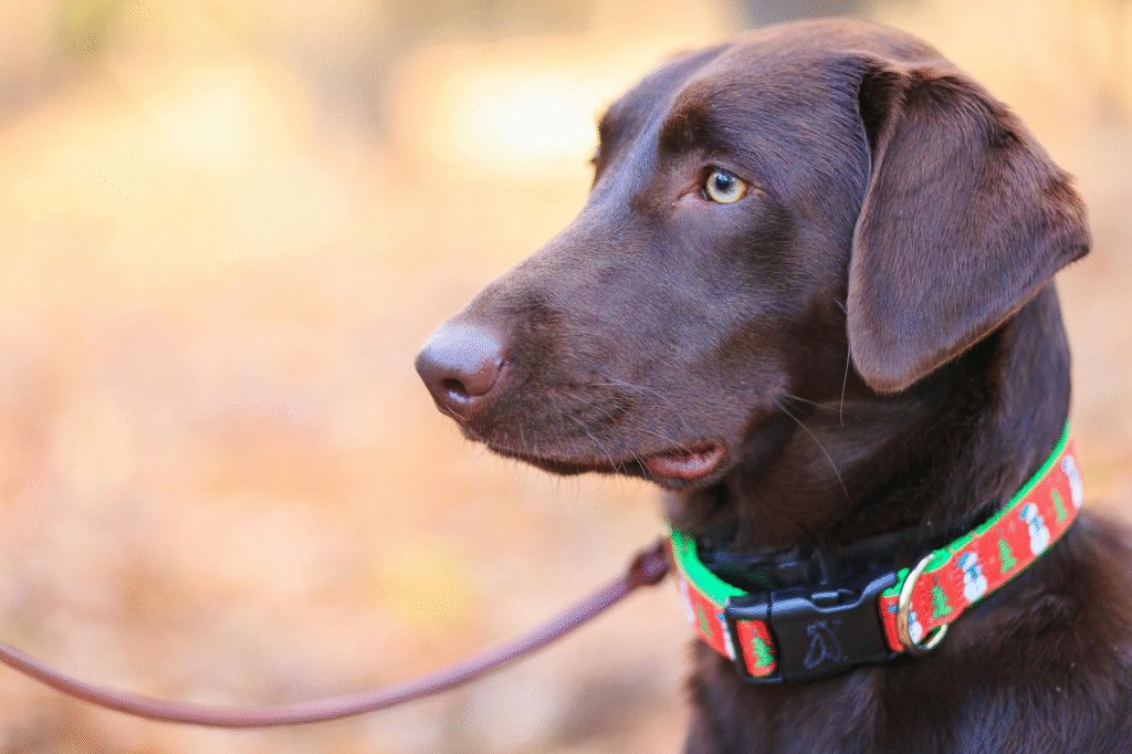 Smart Dog Collar